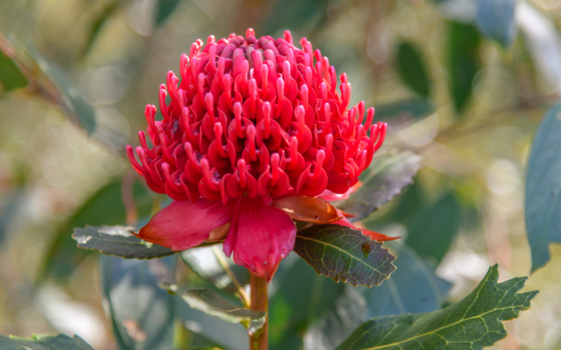 australische Buschblüte, Bachblüten, Naturheilkunde, alternative Thrapie